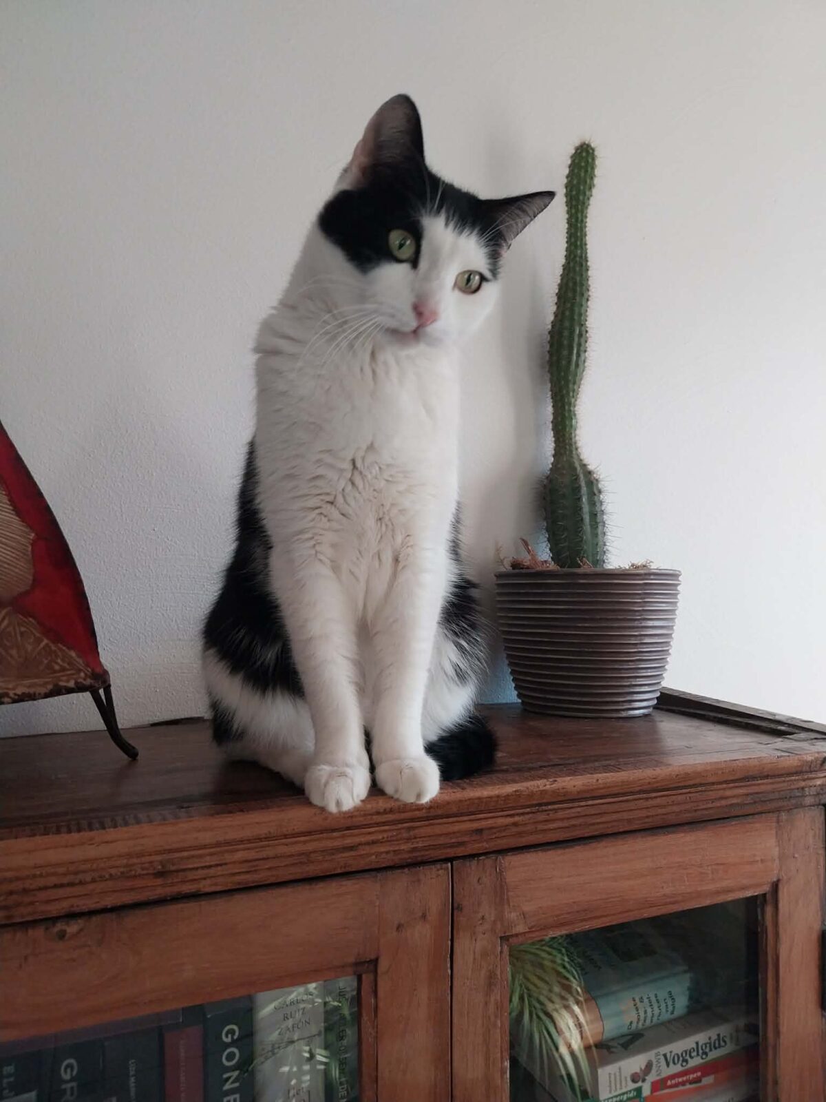 Finn