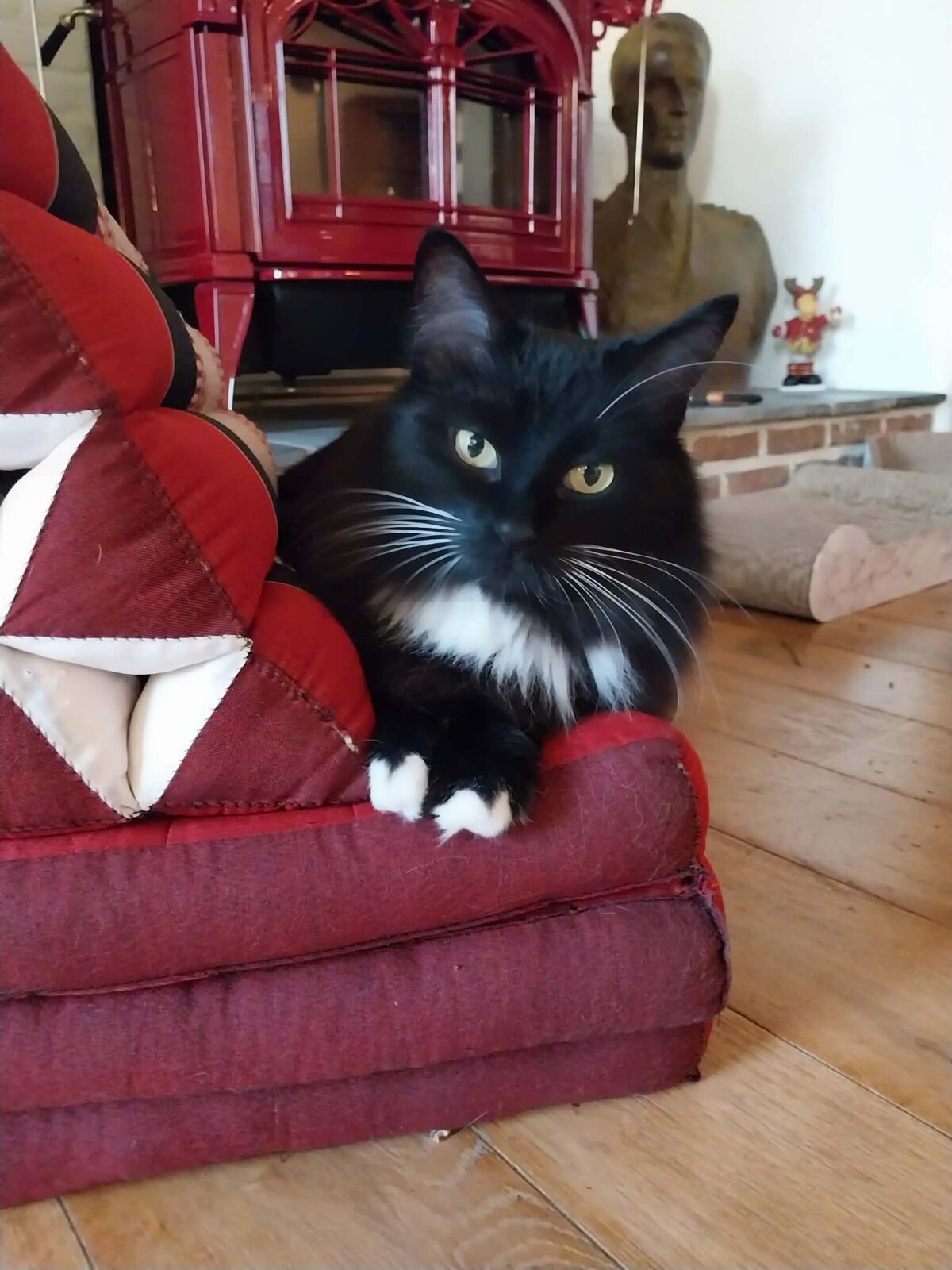 Picture of Stella